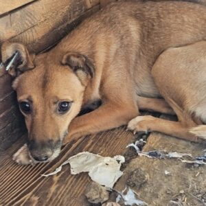 ALENJA (♀) - vermittelt BD