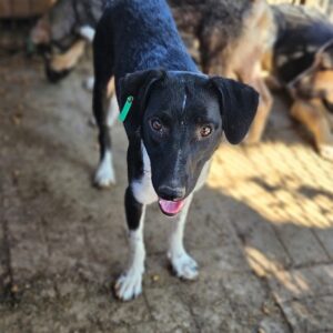 MALIO (♂) - sollte dringend ausreisen, wird unsicher