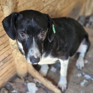 JEBARI (♂) - sollte dringend ausreisen, wird unsicher