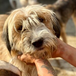 PUCK (♂) - vermittelt MH