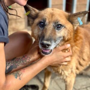 FREDDY (♂) - als PDR GPH auf PDR PS