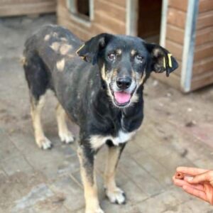 NOMI (♀) - vermittelt BD