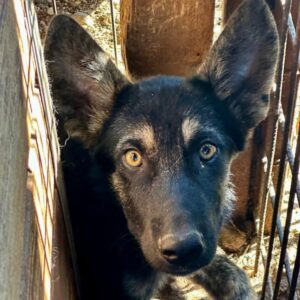 ALAIN (♂) - ausgereist zum TH Filderstadt