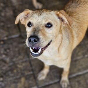 CONSTANTIN (♂) - ausgereist zum TST Rösrath