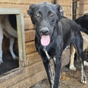 AMADO (♂) - auf PS im PLZ Bereich 99 - vermittelt