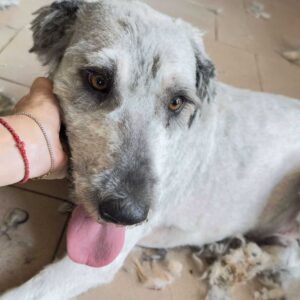 MIRCO (♂) - vermittelt MH