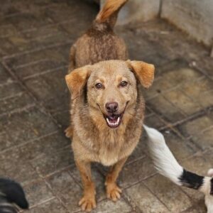 COPPER (♂) - RBB 04/25