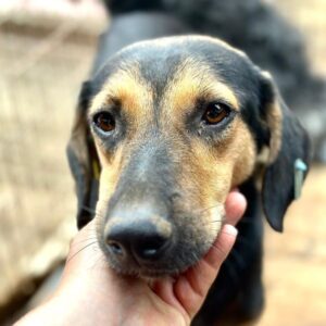 ILVI (♀) - ausgereist zur Tierhilfe Lebenswert DR 14.02.25