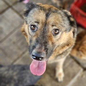 SHEENA (♀) -auf PS im PLZ Bereich 66 - vermittelt