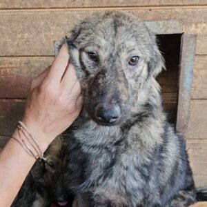 TALISHA (♀) - auf PS im PLZ Bereich 66 - vermittelt