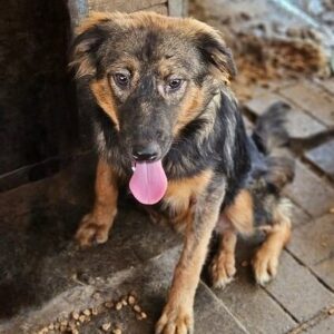 RONA (♀) - auf PS im PLZ Bereich 66 (JW) - vermittelt