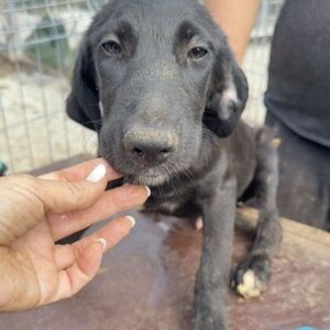 BRYANT (♂) - vermittelt MD