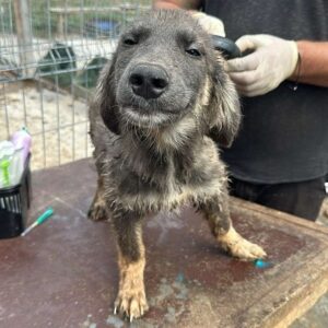 NERO (♂) - vermittelt MD