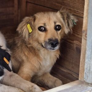 JUVY (♀) - ausgereist zu Vierbeiner in Not