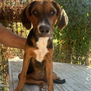 PÜNKTCHEN ♀) - vermittelt MD