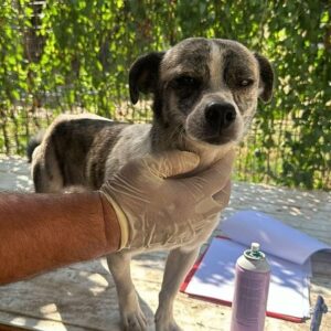 OSKARI (♂) - ausgereist zum TH Gelnhausen