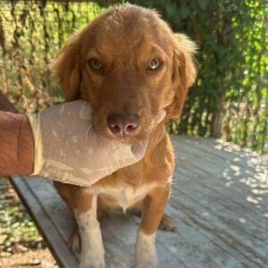 LIANDER (♂) - auf PS im PLZ Bereich 04 (NE) - vermittelt