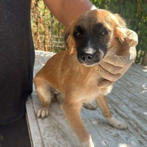 YELINA(♀) - vermittelt MD