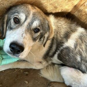 MANELI (♀) - vermittelt LS