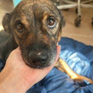 LAURENT (♂) - ausgereist zu Gabi