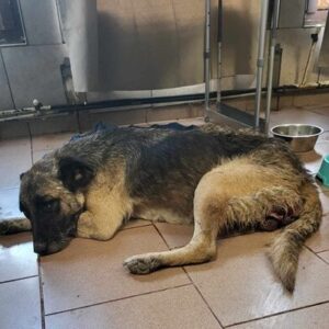 ENJA (♀) - RBB 09/24