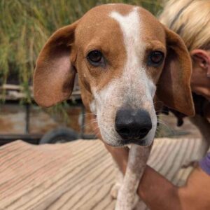 LUISE (♀) - ausgereist zu Tiere in Not Odenwald e.V. (PM)