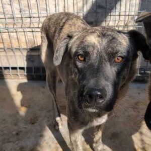 PRATT (♂) (=AMARETTO)