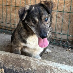 KAAMI (♂) - RBB 11/24