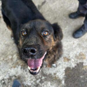 LEGOLAS (♂) - seit mindestens 2020 im Shelter - sehr verzweifelt