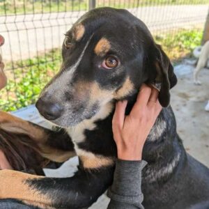 RANGI (♂) - vermittelt MH