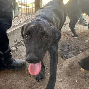 SOLANA (♀) - auf PS im PLZ Bereich 82 - vermittelt