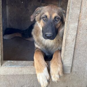 CHIPPI (♂) - ausgereist zur Hundescheune Fläming