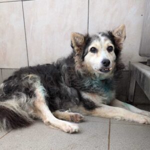 LEVINA (♀) - Notfall in Rumänien, jetzt auf PS im PLZ Bereich 18 - vermittelt