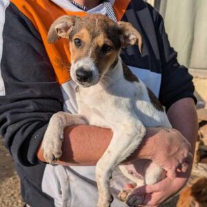 CAMELITO (♂) - vermittelt MD