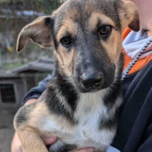 ANGEL (♀) - auf PS im PLZ Bereich 50 - vermittelt