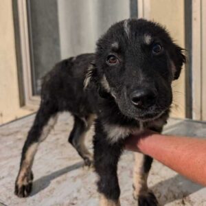 KOVU (♂) - ausgereist zur SHR e.V.