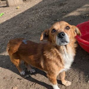 SCHNUSEL (♂) - vermittelt MD