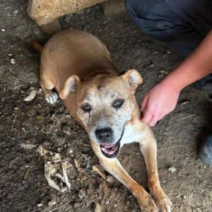 LINA (♀) - Staff - Vermittlung nur nach Österreich möglich - seit 2017 im Shelter!