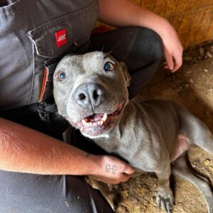 ELSCHEN (♀) - Staff - Vermittlung nur nach Österreich möglich