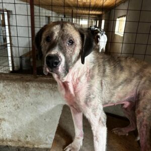 RUSSELL (♂) - RBB 01/25