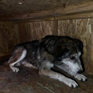 KOPA (♂) - RBB 12/24