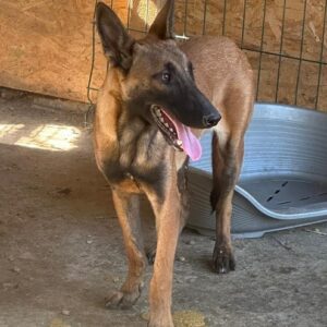 VIRTUS (♂) - ausgereist zum TH Filderstadt