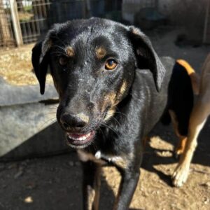 JIM-BOB (♂) - vermittelt NH