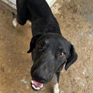 PERRY (♂) - geht im Kennel unter