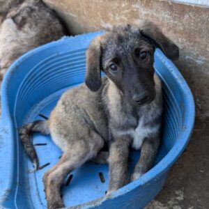 ONEKA (♀) - auf PS im PLZ Bereich 94 - vermittelt