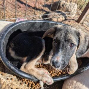 AENNE (♀) - vermittelt JW