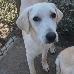 NAFTA (♀) - vermittelt LS