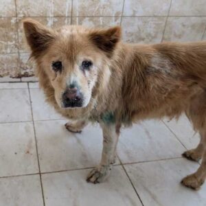 JENNA (♀) - in Rumänien vermittelt 11/24