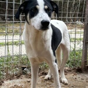 MICHAEL (♂) - auf PS im PLZ Bereich 63 *ausgereist* - vermittelt