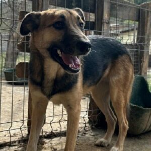 SHAYA (♀) - wird unsicher - sollte zeitnah reisen